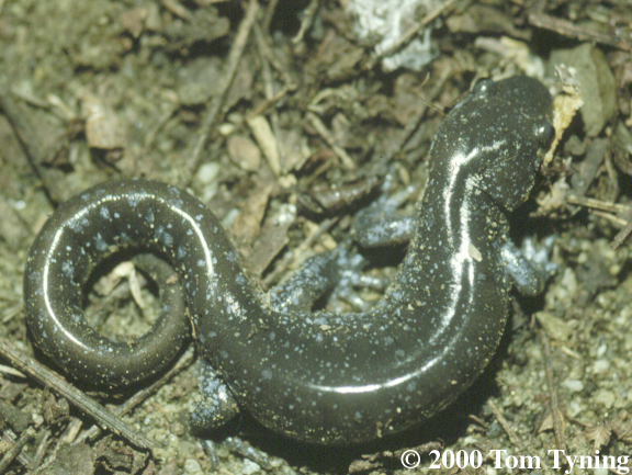 salamandro